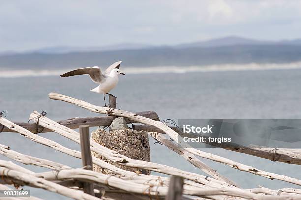 Seagull On A Post Stock Photo - Download Image Now - Aquatic Organism, Bird, Cloud - Sky