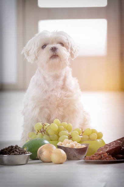 Little dog and food toxic to him Little white maltese dog and food ingredients toxic to him dog ate toxic stock pictures, royalty-free photos & images
