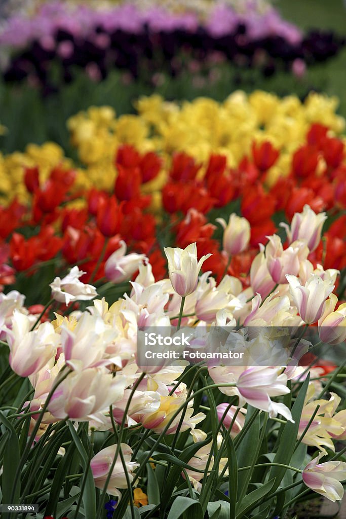 Красочные цветы - Стоковые фото Без людей роялти-фри