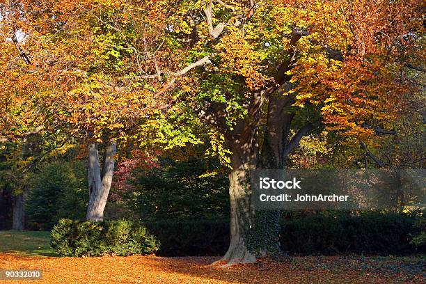 Herbst Laub Iii Stockfoto und mehr Bilder von Ast - Pflanzenbestandteil - Ast - Pflanzenbestandteil, Baum, Blatt - Pflanzenbestandteile