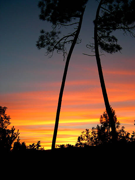 African sunset stock photo