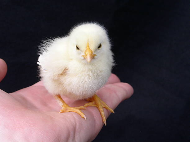 chick sur palm - baby chicken human hand young bird bird photos et images de collection