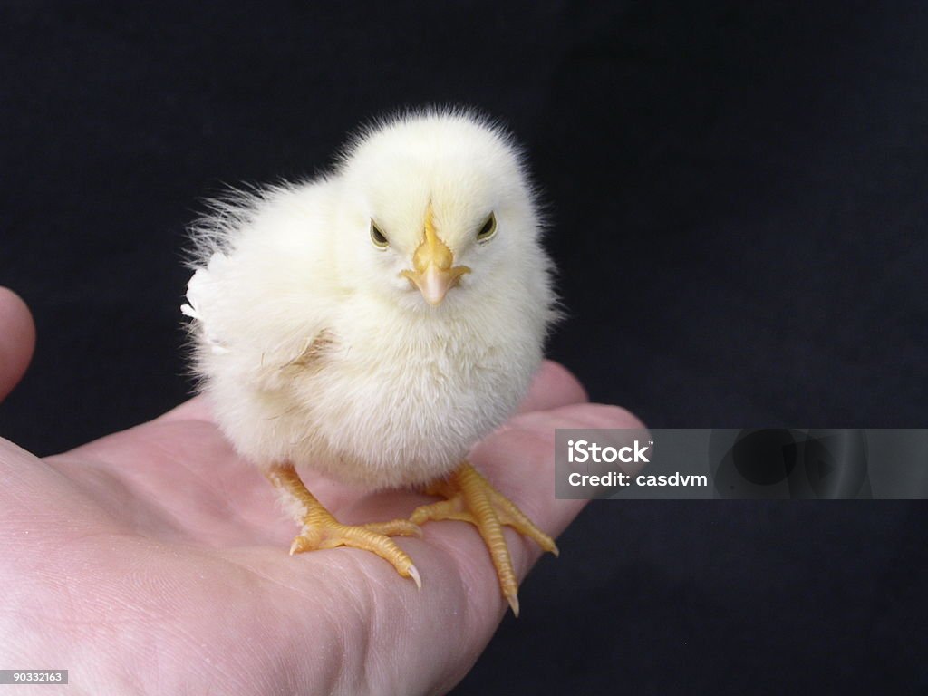 Chick on 팜형 - 로열티 프리 가금류 스톡 사진