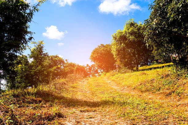 istock green farm and trees with blue sky background. 903321978