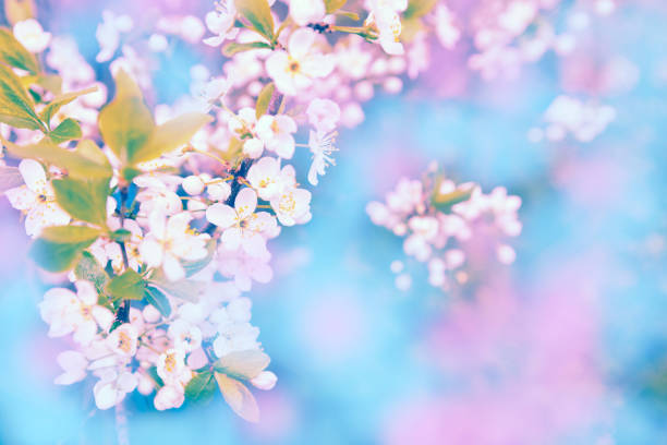 istock Beautiful cherry blossom sakura in spring time over blue background 903322138