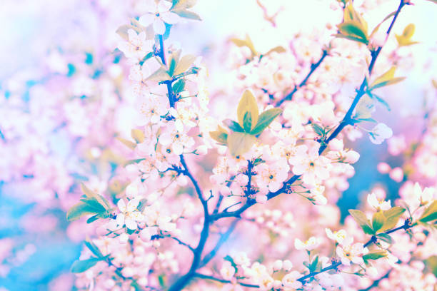 istock Cherry Blossom or Sakura flower on blue background 903322260
