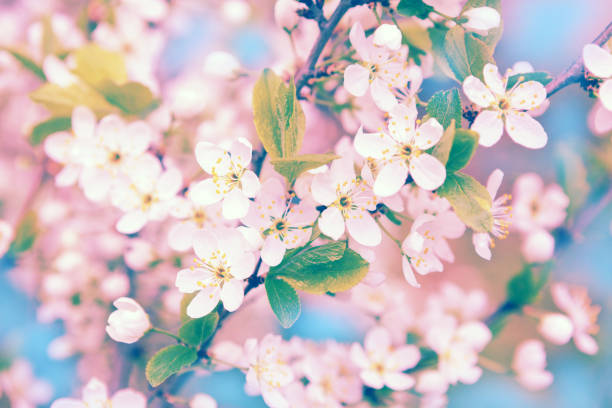 istock Sakura with soft focus, pink cherry blossom season 903322324