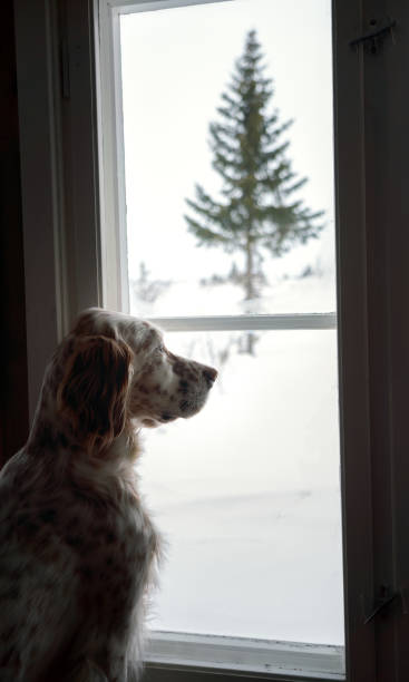 istock English Setter looking through a window, Norway 903322344