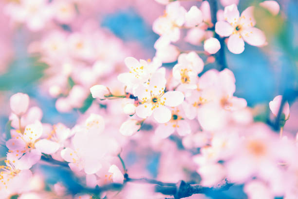istock Sakura with soft focus, pink cherry blossom season 903322420