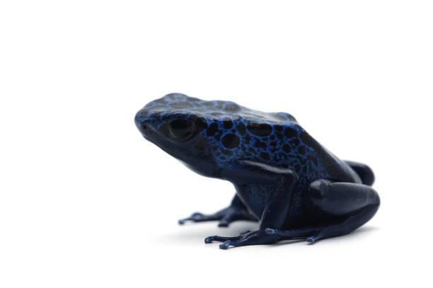 istock blue dart frog isolated on white background 903323124