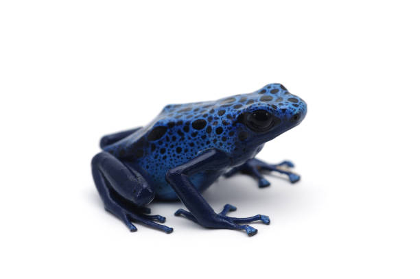 istock blue dart frog isolated on white background 903323126