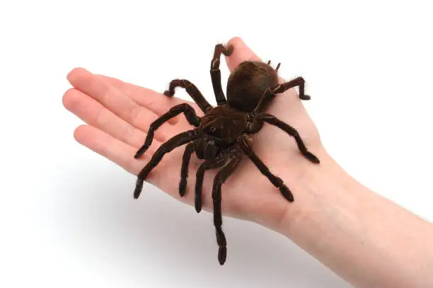 Photo of Black Goliath Birdeating Spider Sitting on Male Hand. Isolated Halloween Concept.