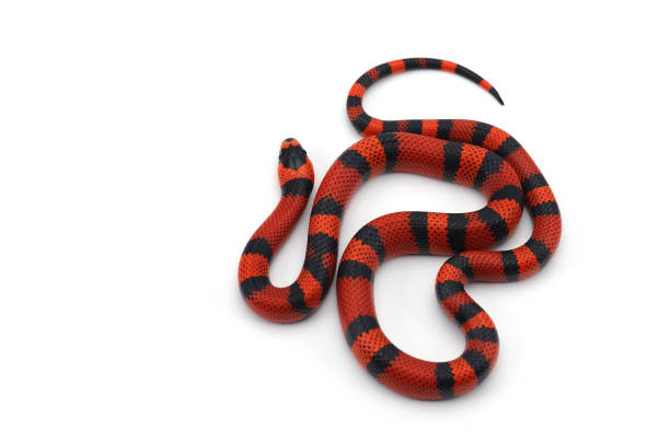 istock Red-black Milk snake isolated on white background 903323188