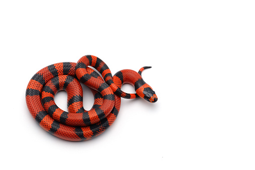 Red-black Milk snake isolated on white background