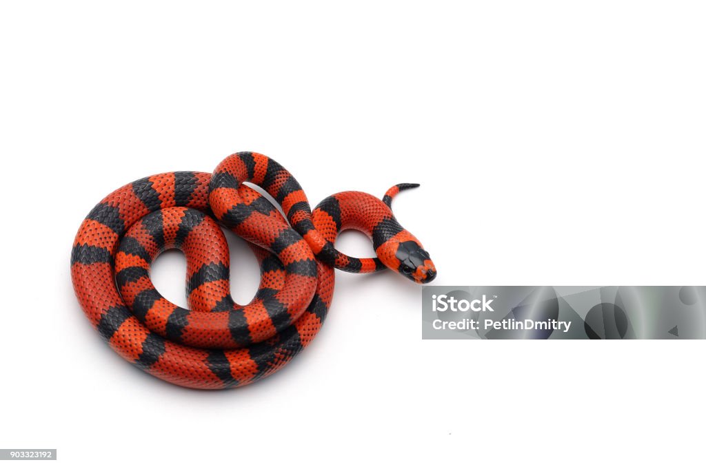 Red-black Milk snake isolated on white background Snake Stock Photo