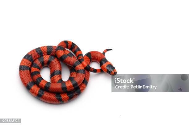 Redblack Milk Snake Isolated On White Background Stock Photo - Download Image Now - Snake, White Background, White Color