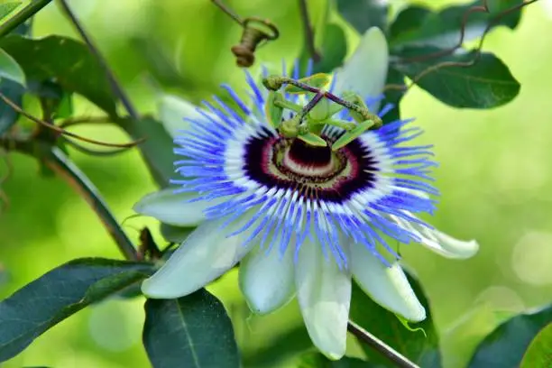 The genus Passiflora contains over 400 species with considerable variety within them and the common name Passion Flower can be confusing. Some passion flowers are vines, but some are bushes and even trees. Some are annuals and some others are perennials, and evergreen and deciduous. Some produce edible fruits. What they share are exotic, fascinating flowers that remain open for only a few days. They have a wide, flat petal base with several rings of filaments in the centers which surround a stalk that holds up the ovary and stamens. Colors include blue, purple, white, pink, red and yellow. Most commonly grown forms are vines that climb and cling by tendrils.