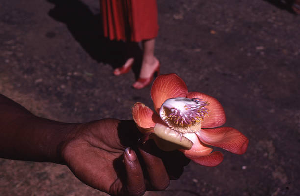 exotic flower gift stock photo