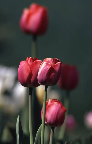 tulip stock photo