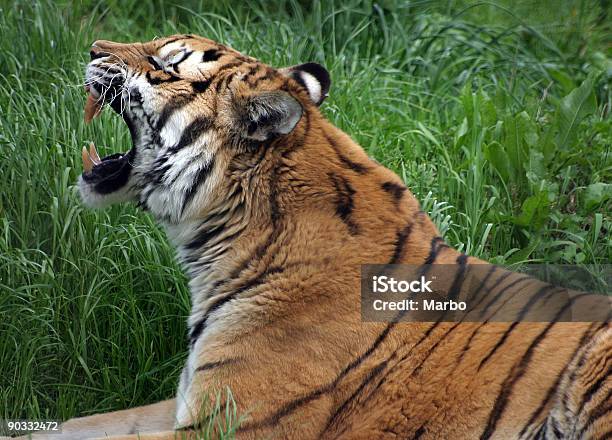 Tiger Dientes Foto de stock y más banco de imágenes de Animal - Animal, Color - Tipo de imagen, Fauna silvestre