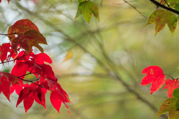 istock Red maple leaves in autumn 903327050