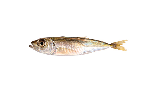 Horse mackerel fish