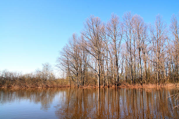 istock flood in wood 903327318