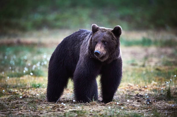 istock Brown bear in the finnish taiga 903327700