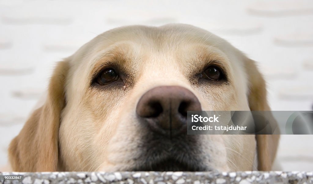 labrador retriever resting  Animal Stock Photo