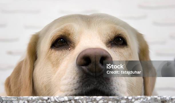 Labrador Retriever Resting Stock Photo - Download Image Now - Animal, Animal Nose, Canine - Animal