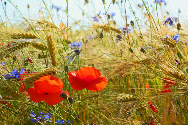 istock Poppys and cornflowers in the grain field, Northern Germany 903330280