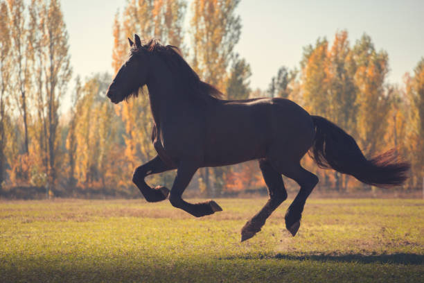 istock Big black horse runs on the field 903330702