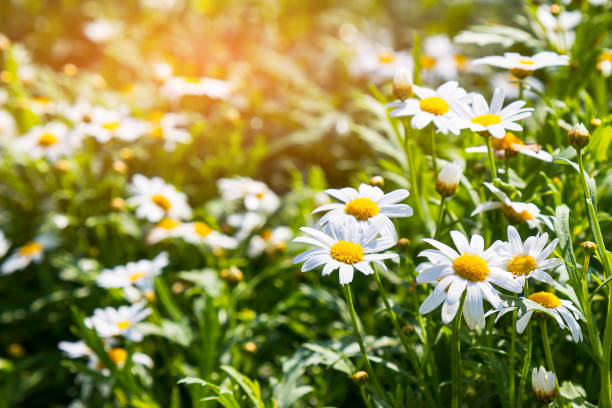 istock Blur and soft daisy flower background 903331224