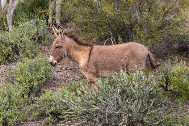 istock Cute Wild Burros in the desert 903334786