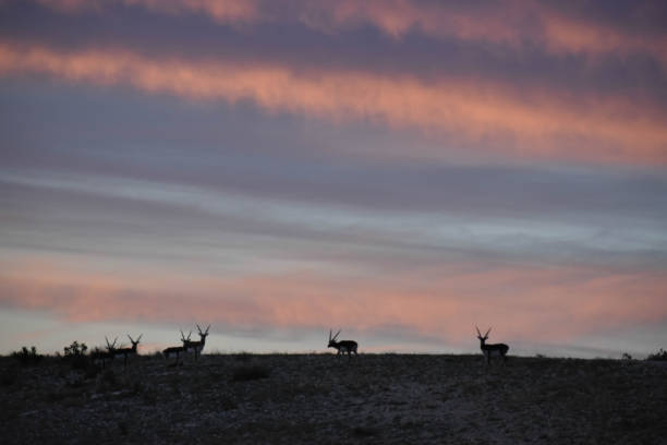 istock Wildlife at sunset on top of a mountain 903335242