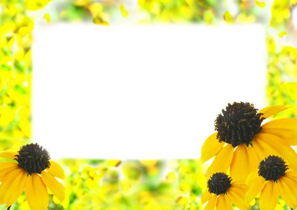 Rudbeckia in the summer garden.
