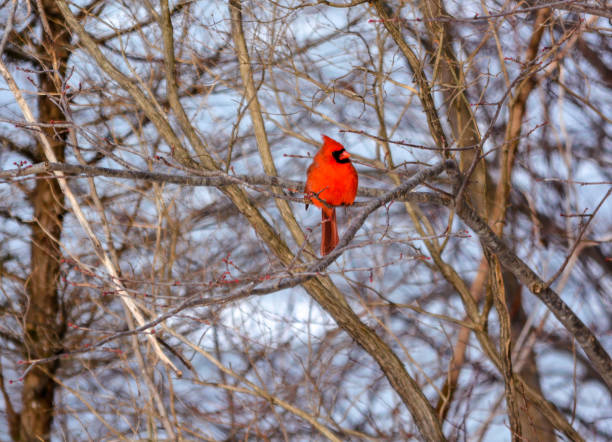 istock Northern cardinal male 903342406