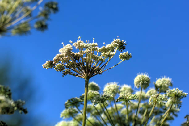 istock Angelica. Field flower. 903342460