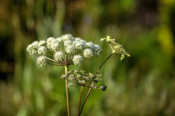 istock Angelica. Field flower. 903342506