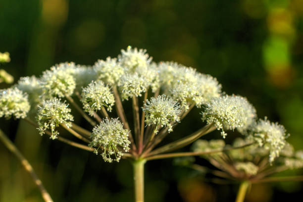 istock Angelica. Field flower. 903342518