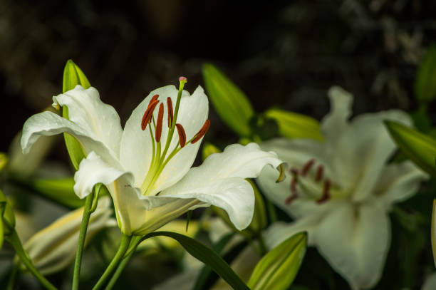 istock Lily, beautiful lily in the garden 903345326