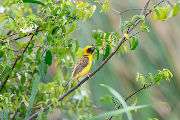 istock Asian golden weaver 903346704