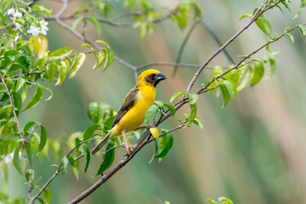 istock Asian golden weaver 903346980