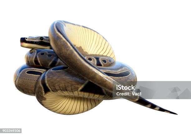 3d Rendering Ball Python On White Stock Photo - Download Image Now ...