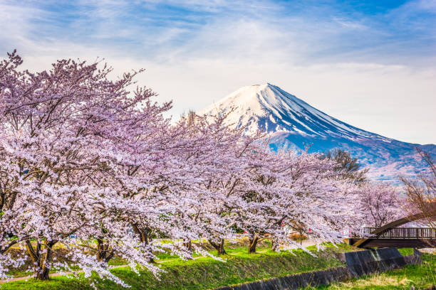 monte fuji giappone in primavera - lago kawaguchi foto e immagini stock