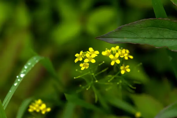 A flower of a wormseed growing on a summer meadow.