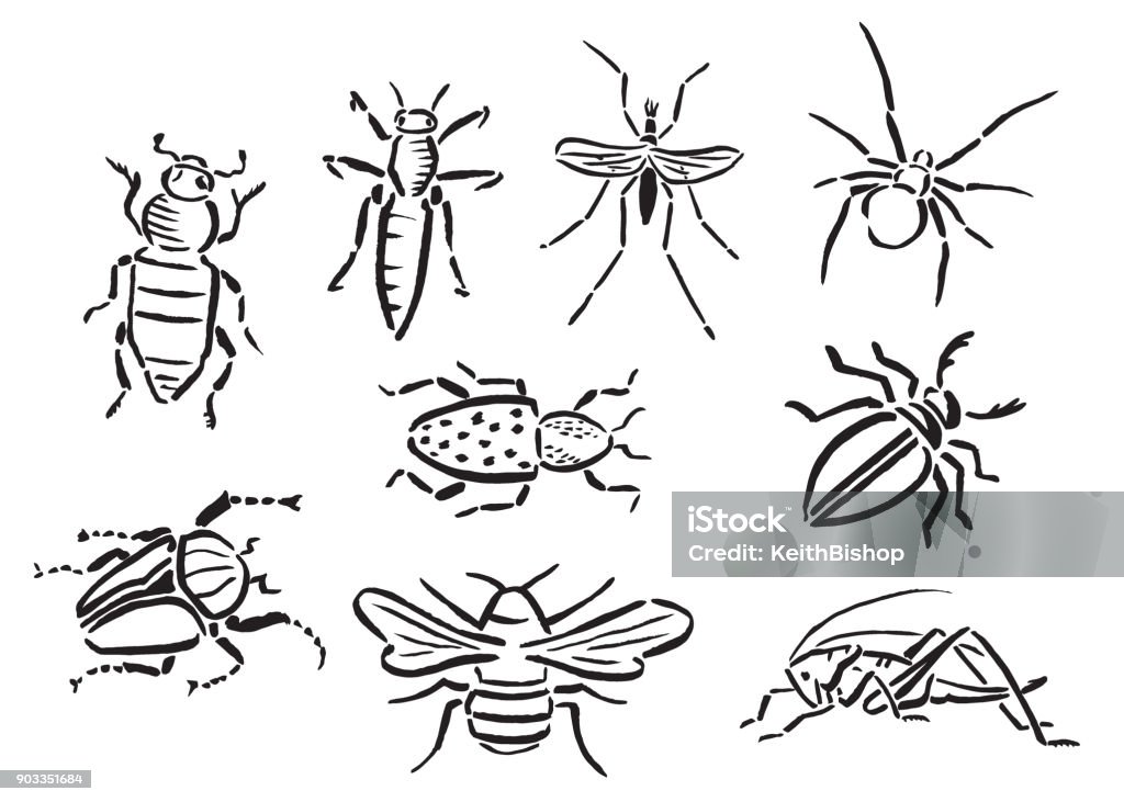 bewonderen Verkeersopstopping stijfheid Handgeschilderde Zwartwit Insecten Of Bugs Stockvectorkunst en meer beelden  van Insect - Insect, Krekel - Insect, Bij - iStock
