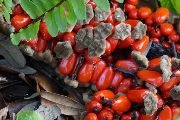 istock tropical red seeds in swamp 903353476