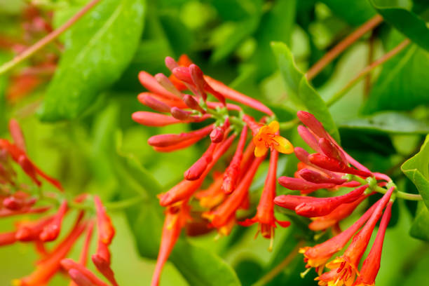 istock Honeysuckle. Garden plant. 903354250