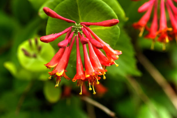 istock Honeysuckle. Garden plant. 903354294